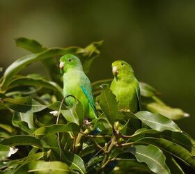 green rumped parrotlet