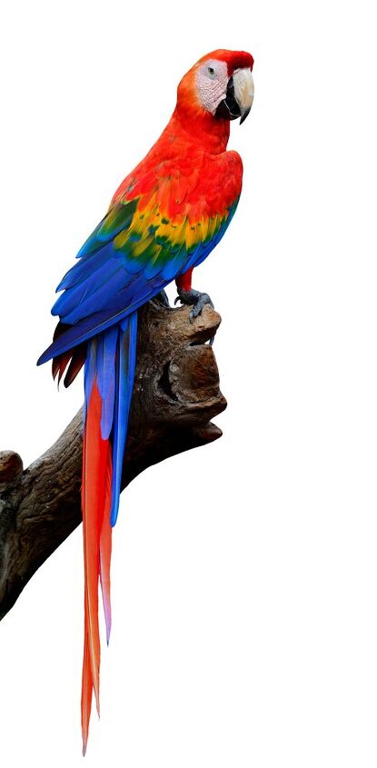Scarlet Macaw Health Personality