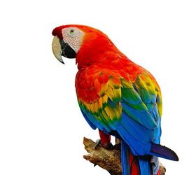 Scarlet Macaw Health, Personality, Colors, Sounds and Habitat