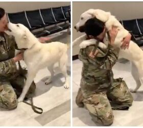Army Soldier Reunited With Dog She Rescued From Iraq
