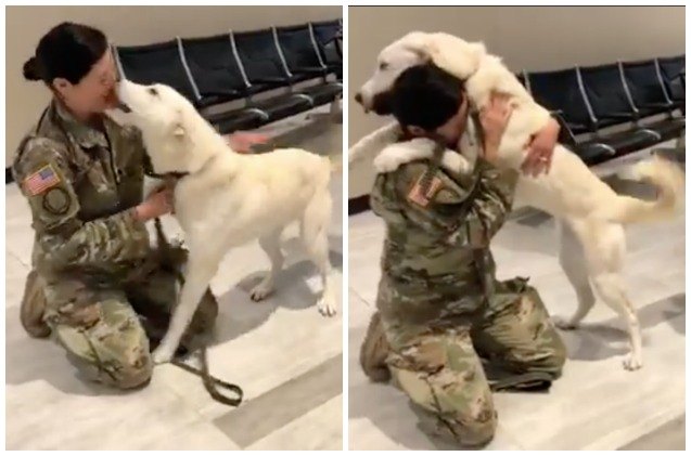 army soldier reunited with dog she rescued from iraq