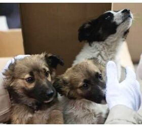Chernobyl Puppies Are On Their Way To The United States