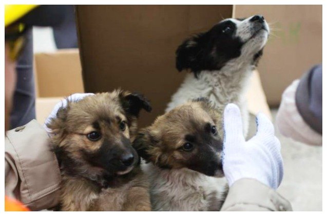 chernobyl puppies are on their way to the united states