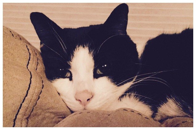 rescue cat returns favor saves family from carbon monoxide poisoning