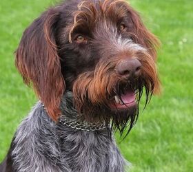 bohemian wirehaired pointing griffon