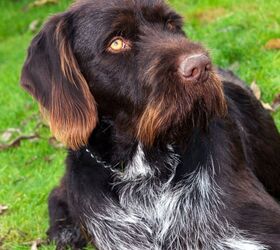 Bohemian Wirehaired Pointing Griffon - Everything About This Dog Breed -  PetGuide | PetGuide