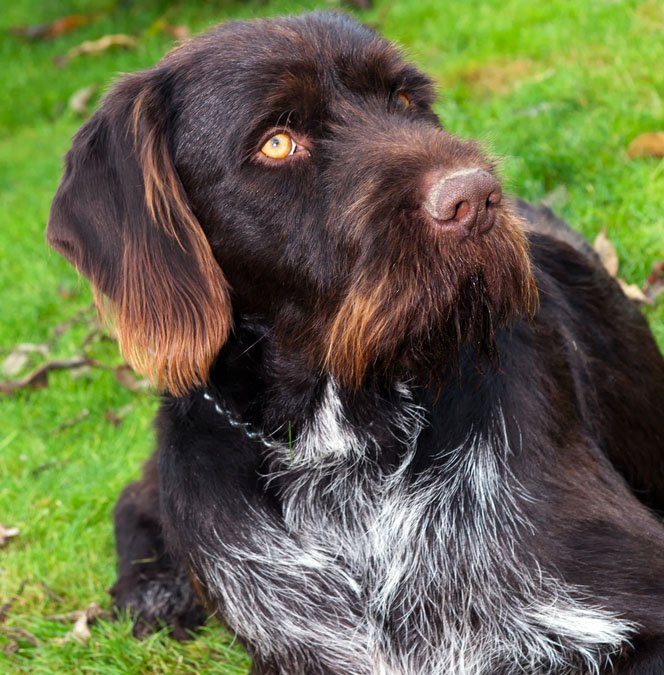 bohemian wirehaired pointing griffon