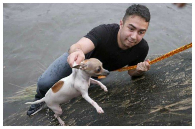newsworthy reporter saves drowning dog while covering a story