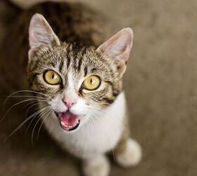 Why Researchers Are Studying the Cat’s Meow | PetGuide