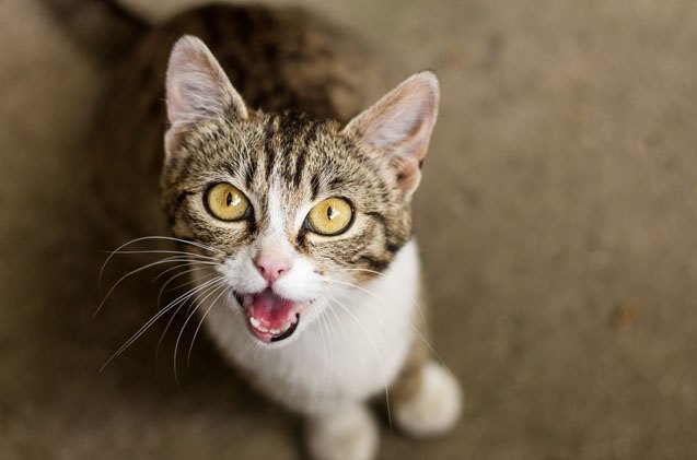 why researchers are studying the cats meow