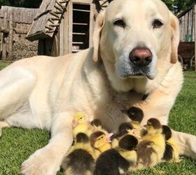 Darling Daddy Dog Adopts Orphaned Ducklings