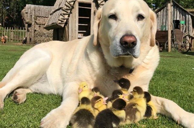 darling daddy dog adopts orphaned ducklings