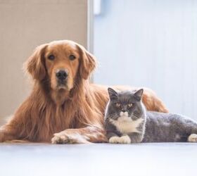 Cat Parents Vs. Dog Parents: Survey Reveals Surprising Differences