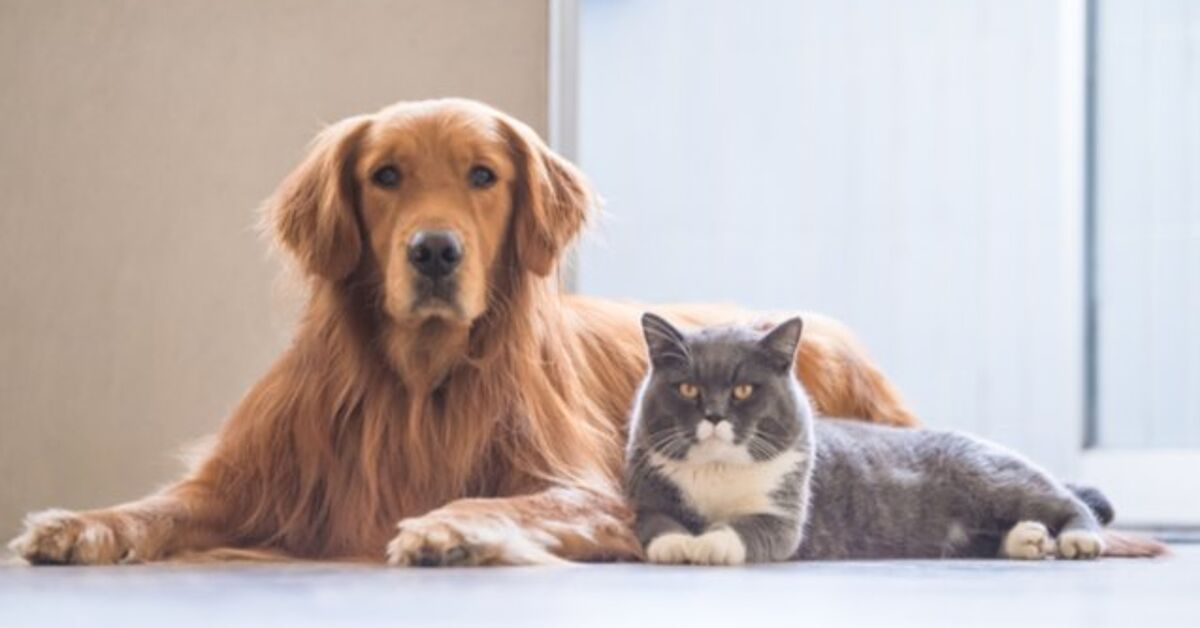Cat Parents Vs. Dog Parents Survey Reveals Surprising Differences