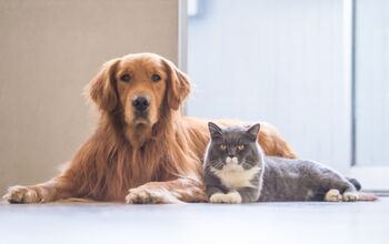 Cat Parents Vs. Dog Parents: Survey Reveals Surprising Differences