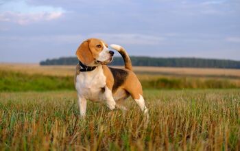 Top 10 Most Popular Hound Dog Breeds