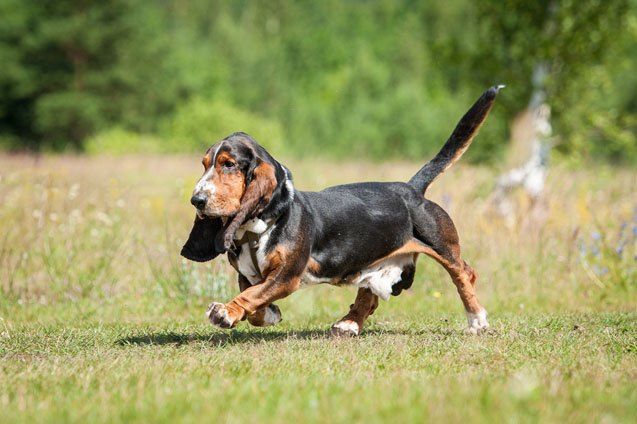top 10 most popular hound dog breeds