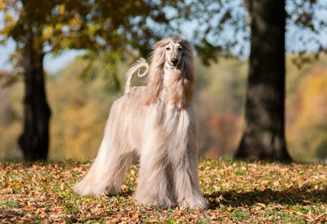 top 10 most popular hound dog breeds