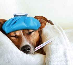 vets warn about the spread of a dangerous dog flu strain