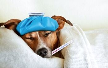 Vets Warn About the Spread of a Dangerous Dog Flu Strain