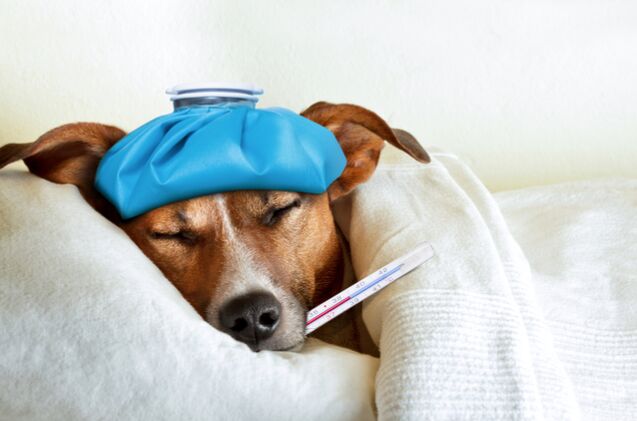 vets warn about the spread of a dangerous dog flu strain