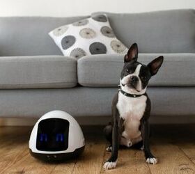 Meet MIA, Kickstarter’s Interactive Toy Robot for Pets PetGuide