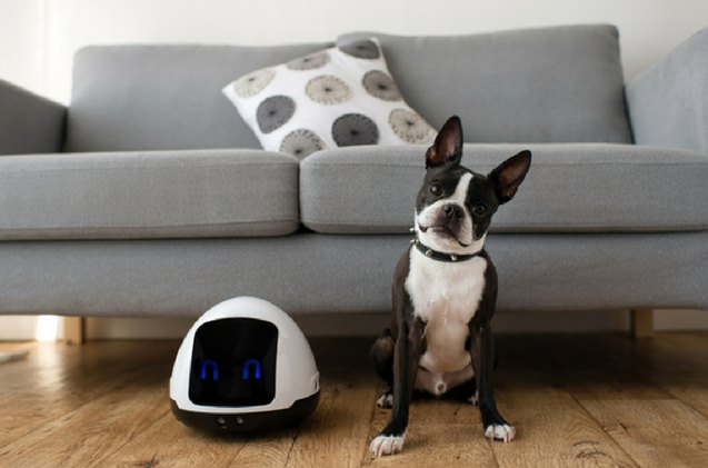 meet mia kickstarter s interactive toy robot for pets