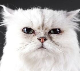 4 Fascinating Facts About White Cats