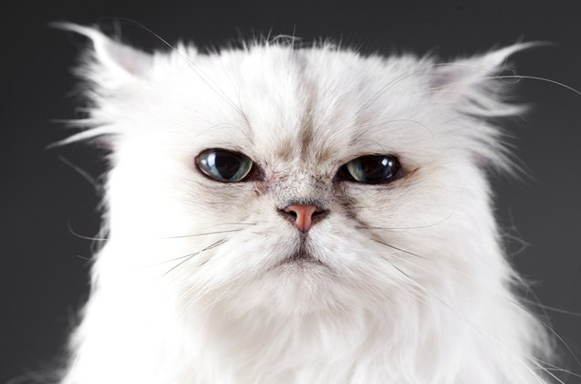 4 fascinating facts about white cats