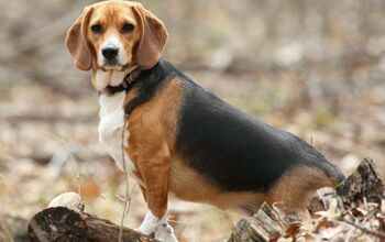 Man Punches Bear In The Face To Save His Beagle