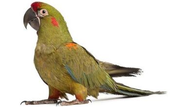 Red Fronted Macaw