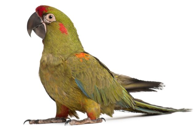 red fronted macaw