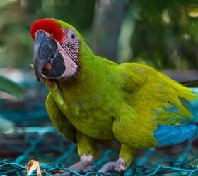 Red Fronted Macaw Everything You Need To Know About The Bird Breed   Red Fronted Macaw 