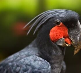 Palm Cockatoo Health, Personality, Colors and Sounds - PetGuide | PetGuide