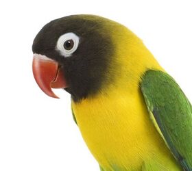 Masked Lovebird Health, Personality, Sounds, Habitat - PetGuide | PetGuide