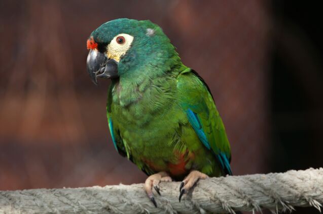 illiger s macaw