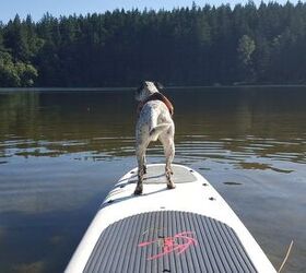 5 Ways to Paddle With Your Pooch