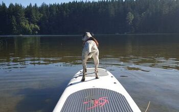 5 Ways to Paddle With Your Pooch