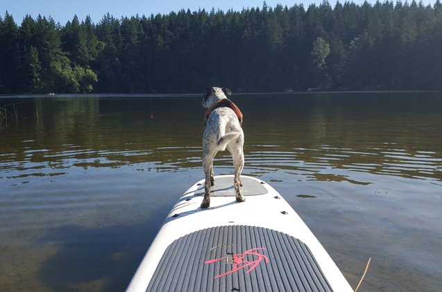 5 ways to paddle with your pooch