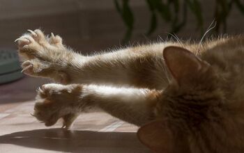 New Jersey Wants to Make Declawing Illegal