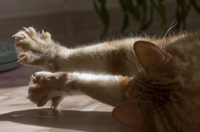 new jersey wants to make declawing illegal