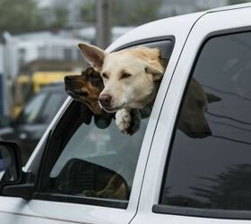 Will Michigan Pet Owners Face Jail for Leaving Pets in Hot Car?