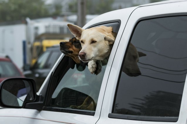 will michigan pet owners face jail for leaving pets in hot car