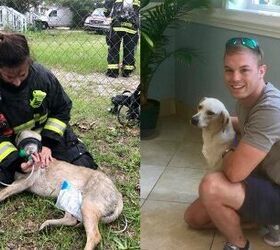 Dog Rescued From Burning House Gets New Firefighter Daddy