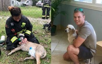 Dog Rescued From Burning House Gets New Firefighter Daddy