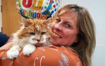 Oldest Cat In The United Kingdom Hits The Big Three-Oh!