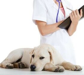 Dogs Could Be Causing a Flu Pandemic Among Humans
