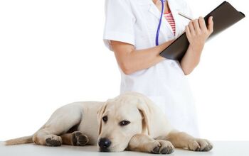 Dogs Could Be Causing a Flu Pandemic Among Humans