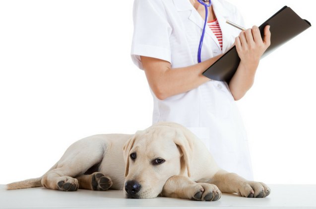 dogs could be causing a flu pandemic among humans