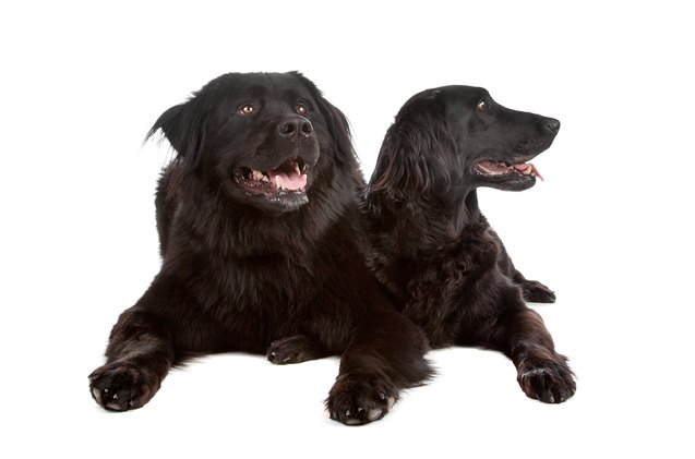 Neefie Golden Newfie Dog Breed Health, Temperament, Training, Feeding and ...
